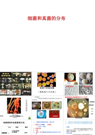 八年级生物上册 5.4.1 细菌和真菌的分布课件3 （新版）新人教版