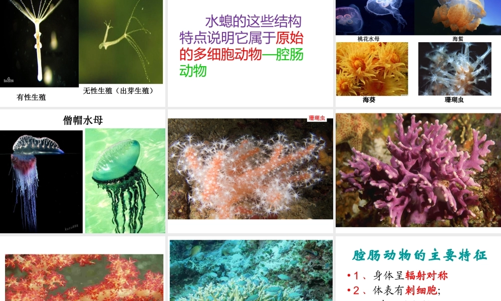 八年级生物上册 5.1.1 腔肠动物和扁形动物课件 （新版）新人教版-（新版）新人教版初中八年级上册生物课件