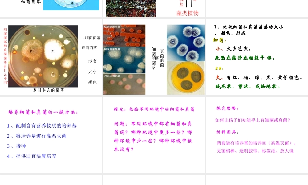 八年级生物上册 5.4.1 细菌和真菌的分布课件4 （新版）新人教版