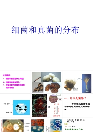 八年级生物上册 5.4.1 细菌和真菌的分布课件4 （新版）新人教版