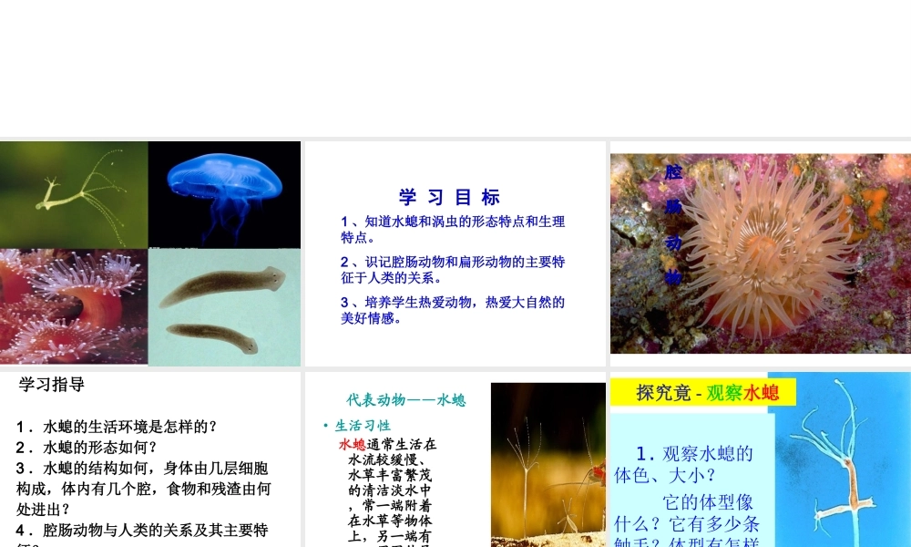 八年级生物上册 5.1.1 腔肠动物和扁形动物课件 （新版）新人教版-（新版）新人教级上册生物课件