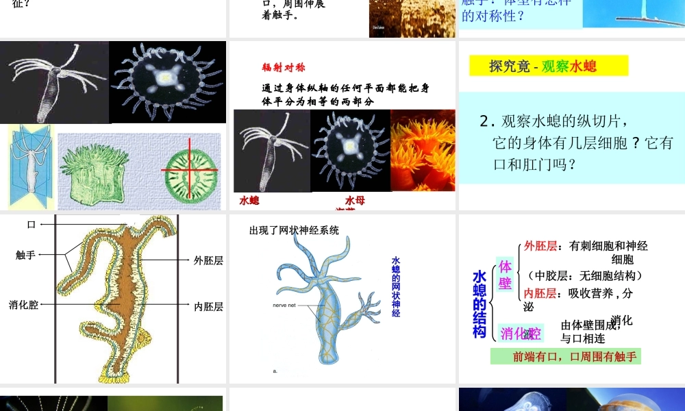 八年级生物上册 5.1.1 腔肠动物和扁形动物课件 （新版）新人教版-（新版）新人教级上册生物课件