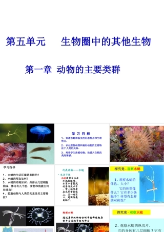 八年级生物上册 5.1.1 腔肠动物和扁形动物课件 （新版）新人教版-（新版）新人教级上册生物课件