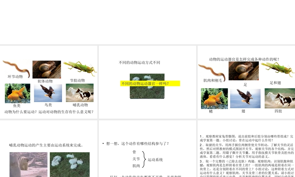 八年级生物上册 5.2.1 动物的运动教学课件 （新版）新人教版