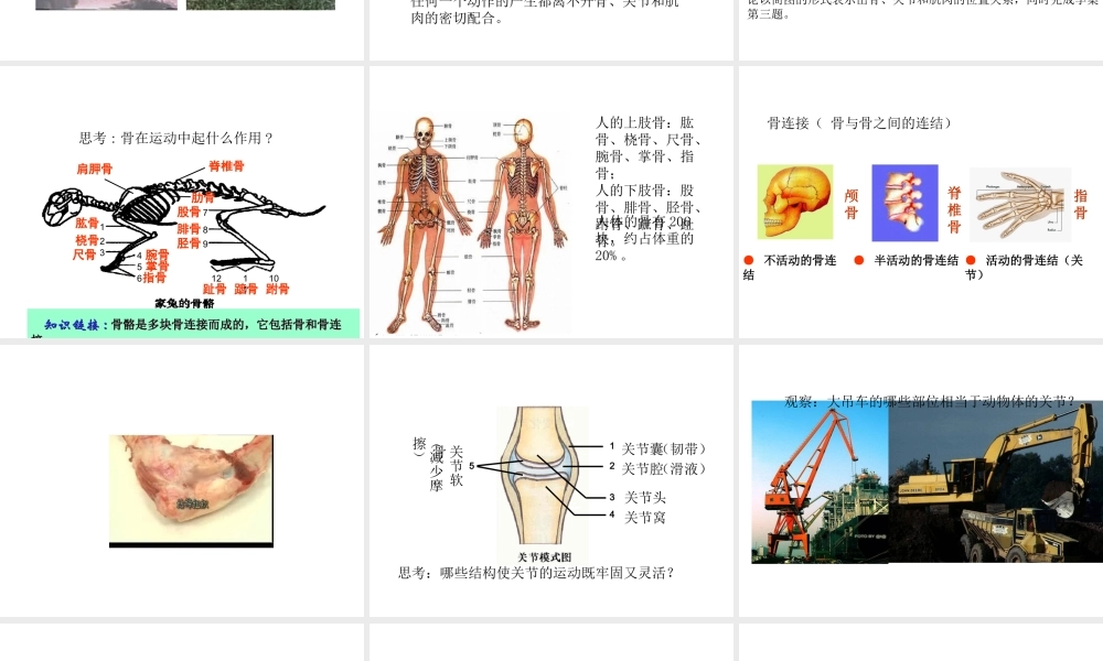 八年级生物上册 5.2.1 动物的运动教学课件 （新版）新人教版