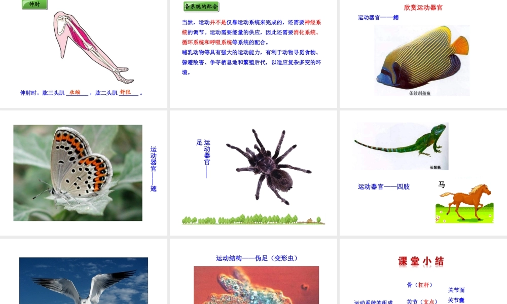八年级生物上册 5.2.1 动物的运动课件 （新版）新人教版-（新版）新人教版初中八年级上册生物课件