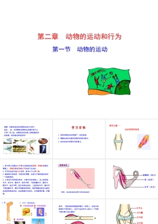 八年级生物上册 5.2.1 动物的运动课件 （新版）新人教版-（新版）新人教版初中八年级上册生物课件