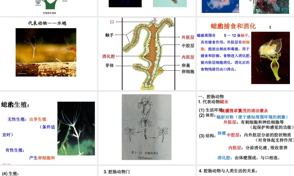 八年级生物上册 5.1.1 腔肠动物和扁形动物课件 （新版）新人教版