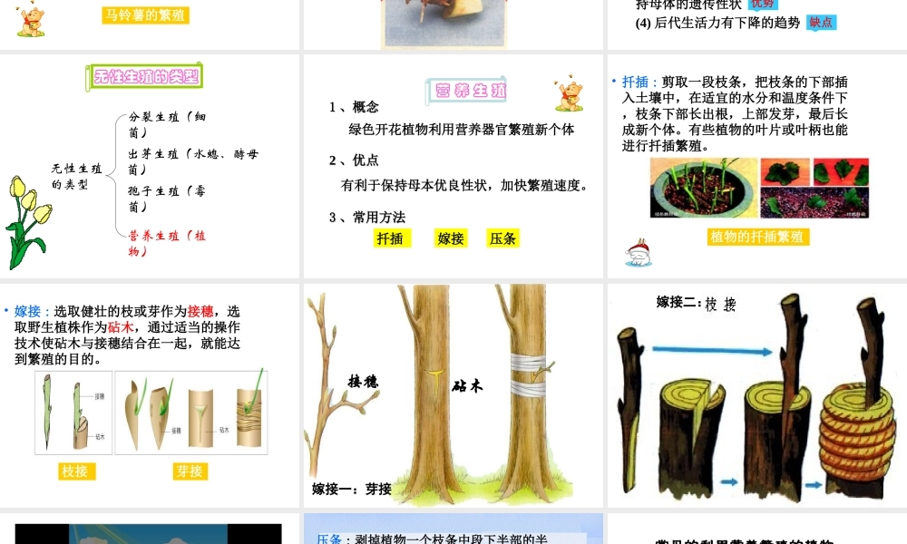 八年级生物上册 19.3 其他生物的生殖课件 北师大版-北师大级上册生物课件