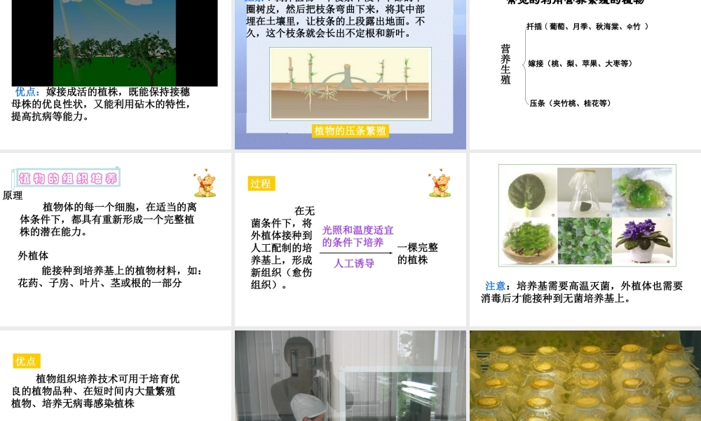 八年级生物上册 19.3 其他生物的生殖课件 北师大版-北师大级上册生物课件