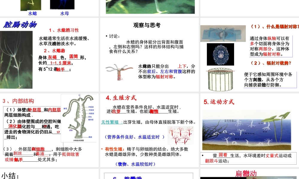 八年级生物上册 5.1.1 腔肠动物和扁形动物课件 （新版）新人教版五四制-（新版）新人教版初中八年级上册生物课件