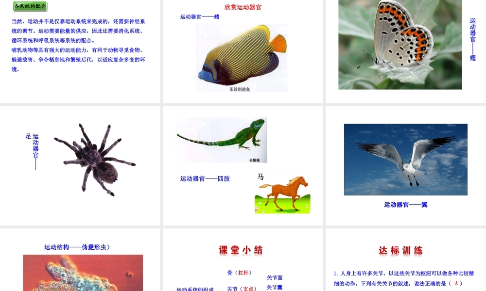 八年级生物上册 5.2.1 动物的运动课件 （新版）新人教版