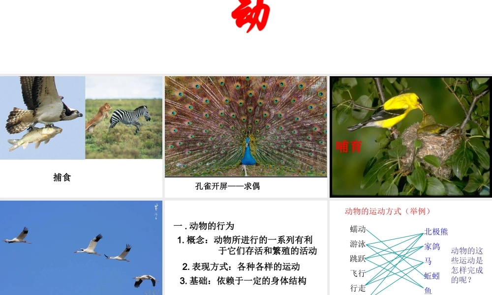八年级生物上册 5.2.1 动物的运动课件 新人教版