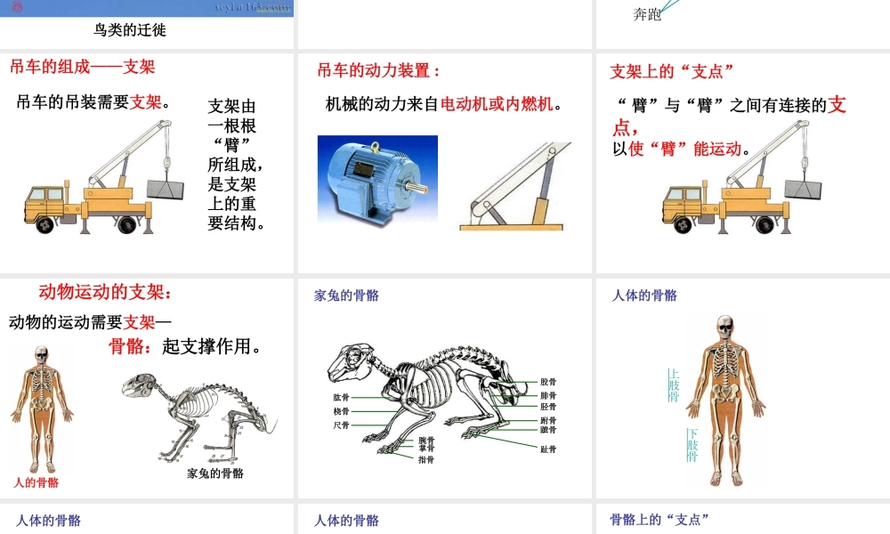 八年级生物上册 5.2.1 动物的运动课件 新人教版