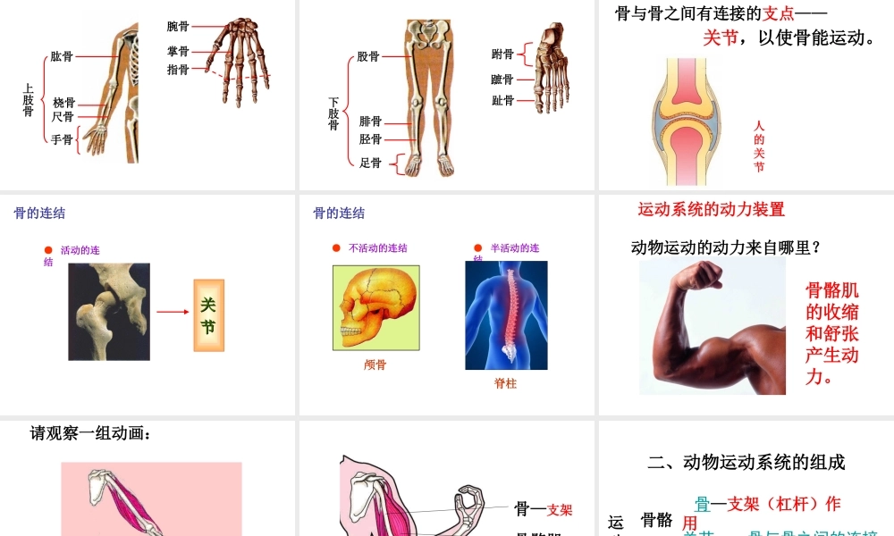 八年级生物上册 5.2.1 动物的运动课件 新人教版