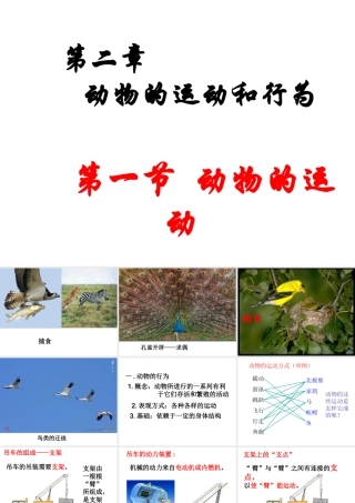 八年级生物上册 5.2.1 动物的运动课件 新人教版