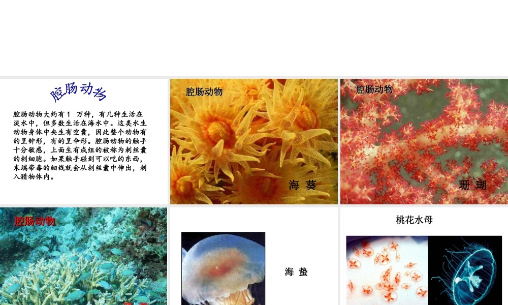 八年级生物上册 5.1.1 腔肠动物和扁形动物课件1 （新版）新人教版-（新版）新人教版初中八年级上册生物课件