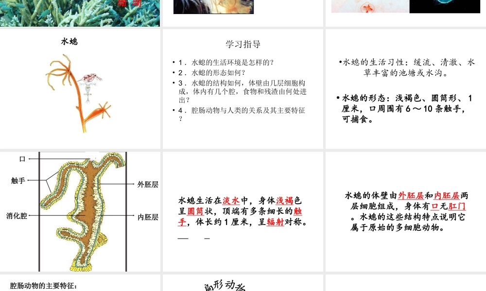 八年级生物上册 5.1.1 腔肠动物和扁形动物课件1 （新版）新人教版-（新版）新人教版初中八年级上册生物课件