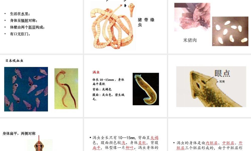 八年级生物上册 5.1.1 腔肠动物和扁形动物课件1 （新版）新人教版-（新版）新人教级上册生物课件