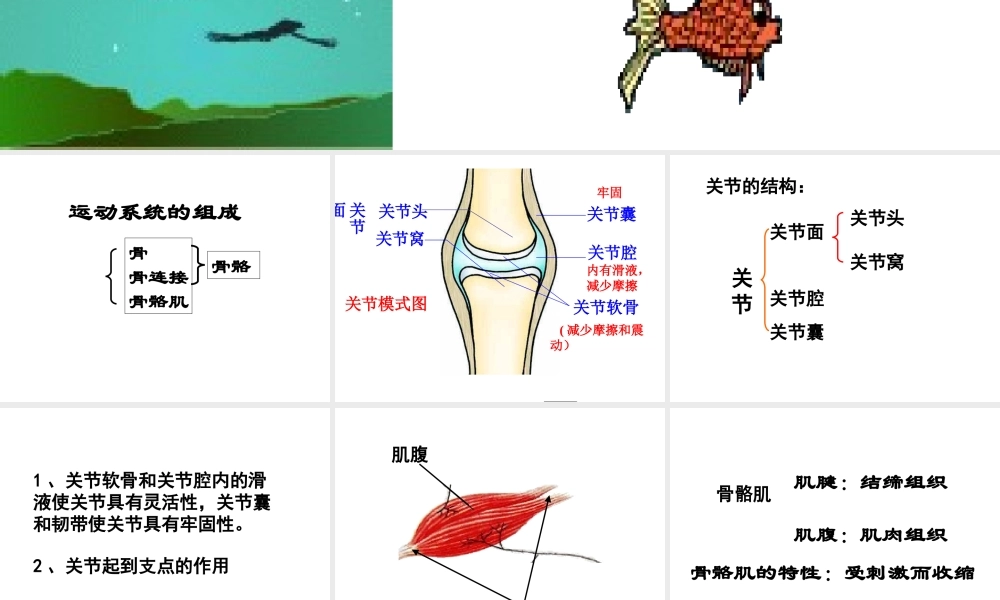 八年级生物上册 5.2.1 动物的运动课件1 （新版）新人教版