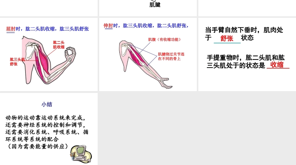 八年级生物上册 5.2.1 动物的运动课件1 （新版）新人教版