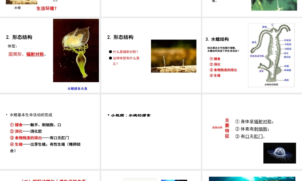 八年级生物上册 5.1.1 腔肠动物和扁形动物课件2 （新版）新人教版-（新版）新人教级上册生物课件