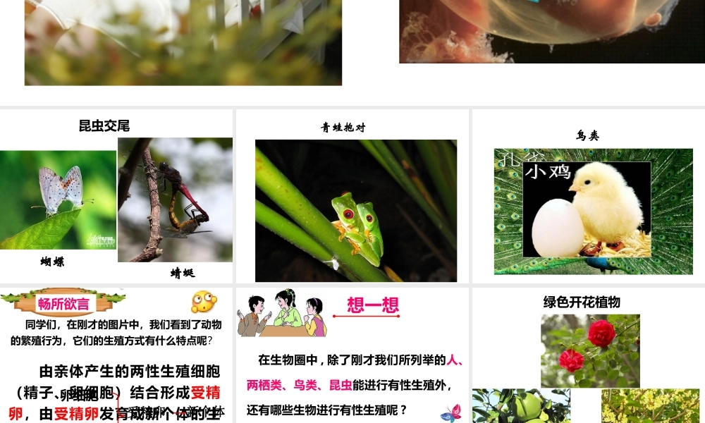 八年级生物上册 19.3《植物的生殖方式》课件1 （新版）北师大版-（新版）北师大版初中八年级上册生物课件