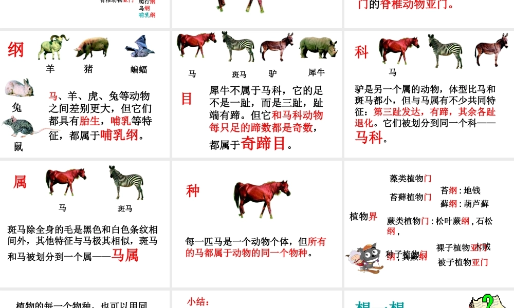 八年级生物上册 6.1.2 从种到界课件1 （新版）新人教版