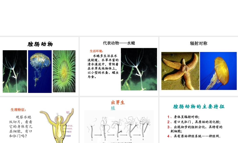 八年级生物上册 5.1.1 腔肠动物和扁形动物课件3 （新版）新人教版-（新版）新人教级上册生物课件