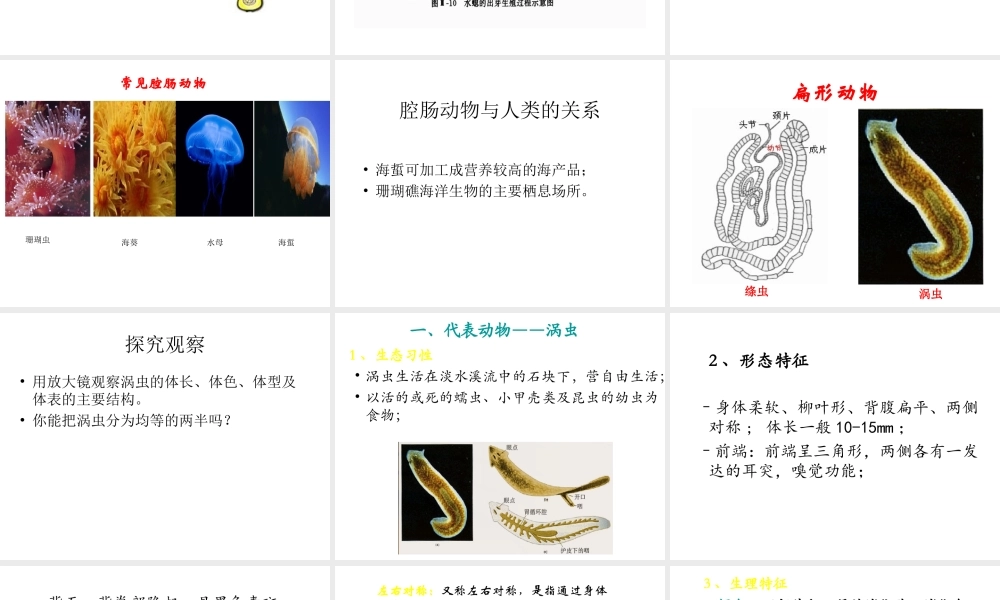 八年级生物上册 5.1.1 腔肠动物和扁形动物课件3 （新版）新人教版-（新版）新人教级上册生物课件