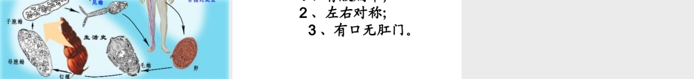 八年级生物上册 5.1.1 腔肠动物和扁形动物课件3 （新版）新人教版-（新版）新人教级上册生物课件