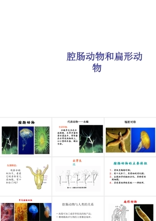 八年级生物上册 5.1.1 腔肠动物和扁形动物课件3 （新版）新人教版-（新版）新人教级上册生物课件