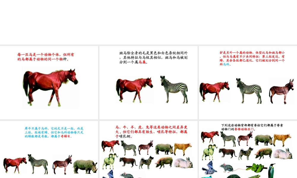 八年级生物上册 6.1.2 从种到界课件2 （新版）新人教版