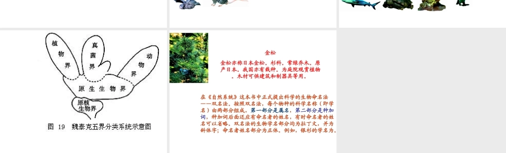 八年级生物上册 6.1.2 从种到界课件2 （新版）新人教版