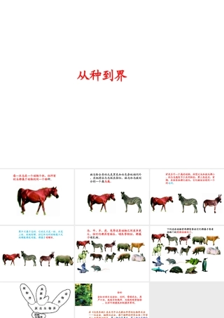 八年级生物上册 6.1.2 从种到界课件2 （新版）新人教版