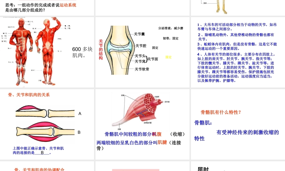八年级生物上册 5.2.1 动物的运动课件2 （新版）新人教版