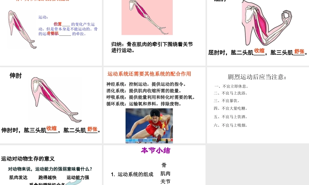 八年级生物上册 5.2.1 动物的运动课件2 （新版）新人教版