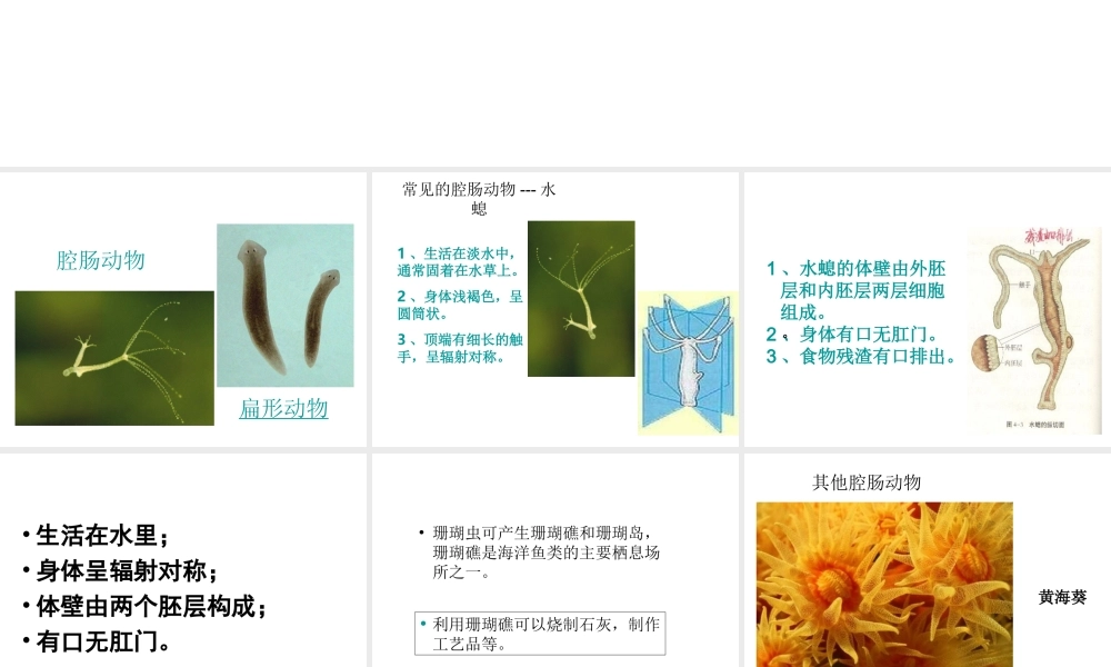 八年级生物上册 5.1.1 腔肠动物和扁形动物课件4 （新版）新人教版-（新版）新人教版初中八年级上册生物课件
