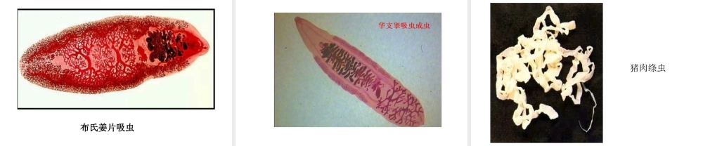 八年级生物上册 5.1.1 腔肠动物和扁形动物课件4 （新版）新人教版-（新版）新人教版初中八年级上册生物课件