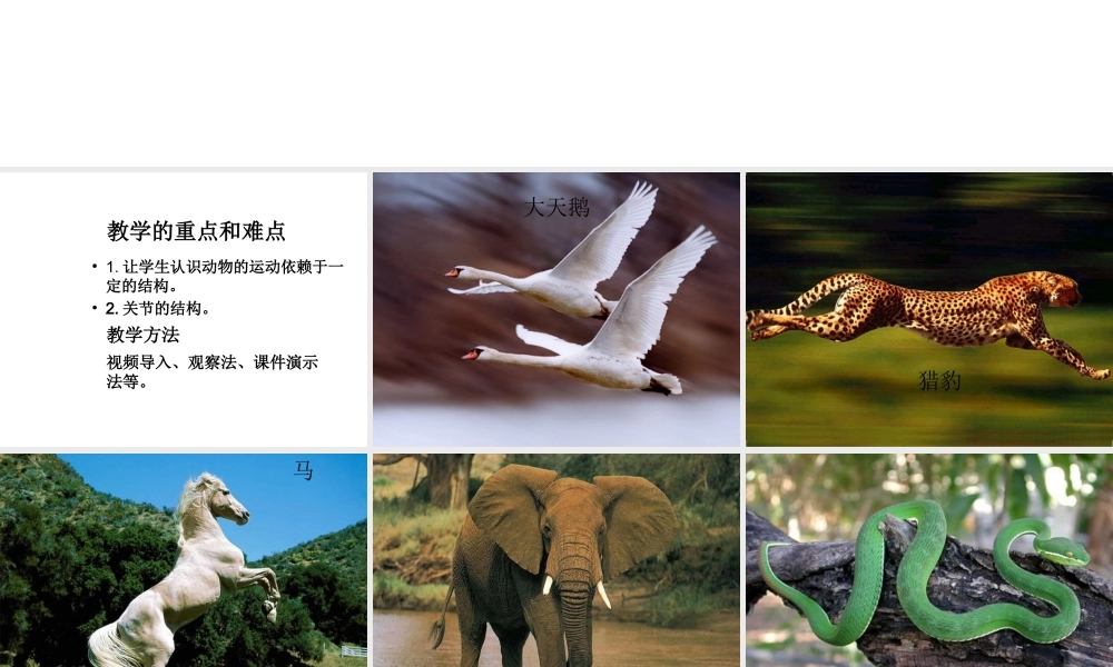 八年级生物上册 5.2.1 动物的运动课件3 （新版）新人教版