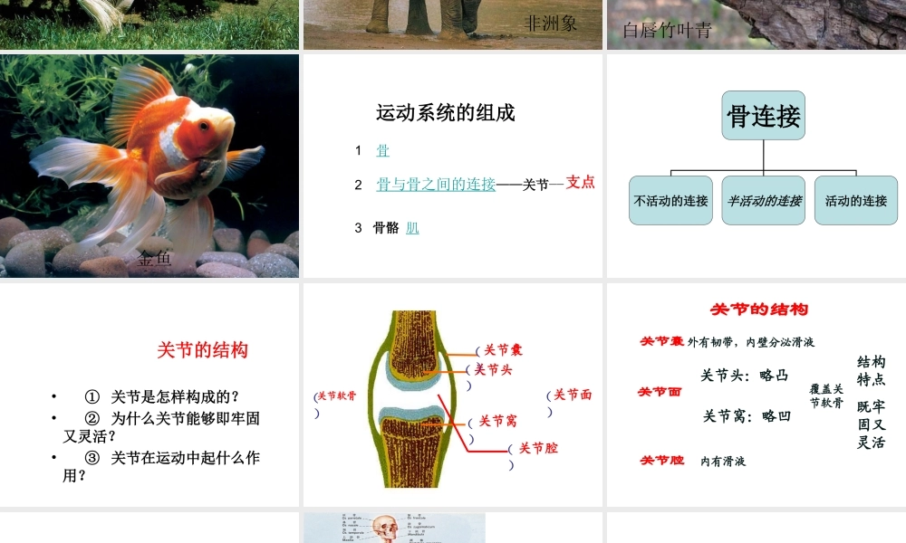 八年级生物上册 5.2.1 动物的运动课件3 （新版）新人教版