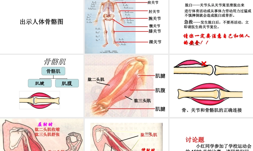 八年级生物上册 5.2.1 动物的运动课件3 （新版）新人教版