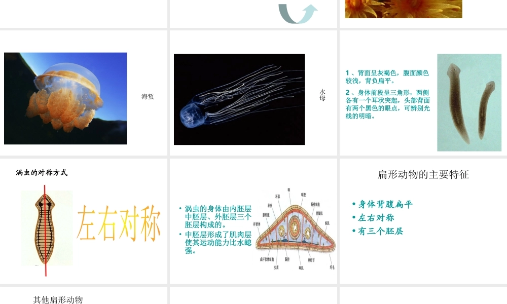 八年级生物上册 5.1.1 腔肠动物和扁形动物课件4 （新版）新人教版-（新版）新人教级上册生物课件