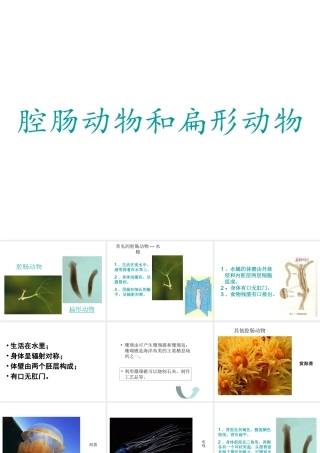 八年级生物上册 5.1.1 腔肠动物和扁形动物课件4 （新版）新人教版-（新版）新人教级上册生物课件