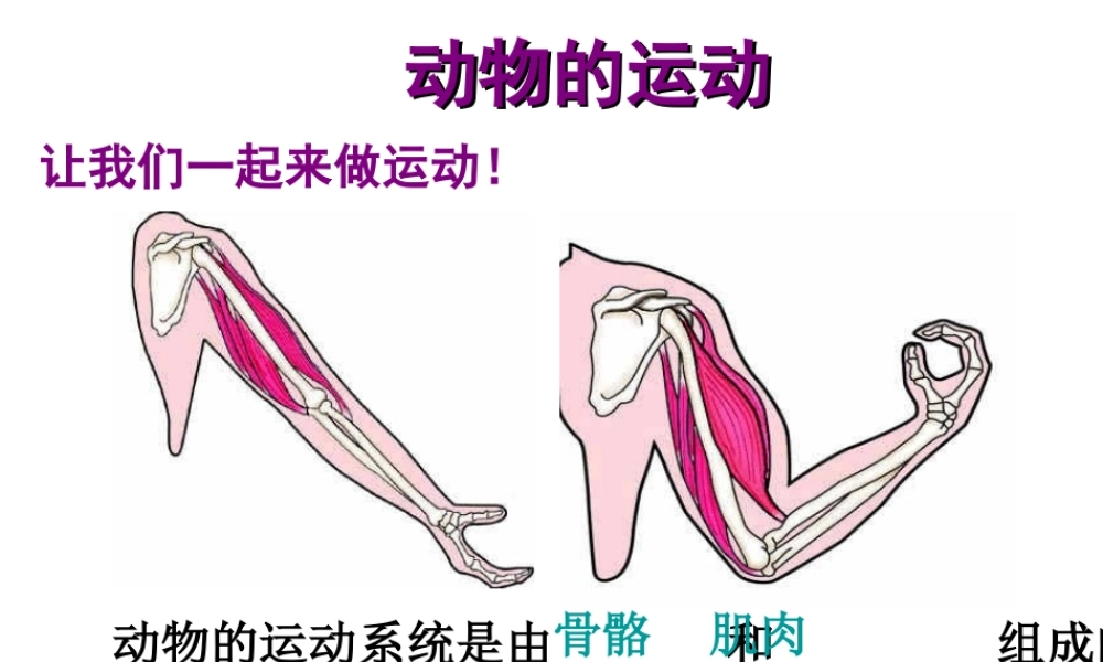 八年级生物上册 5.2.1 动物的运动课件4 （新版）新人教版