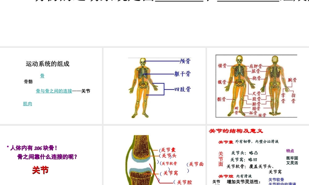 八年级生物上册 5.2.1 动物的运动课件4 （新版）新人教版