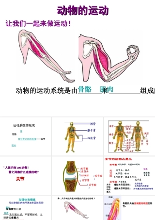 八年级生物上册 5.2.1 动物的运动课件4 （新版）新人教版