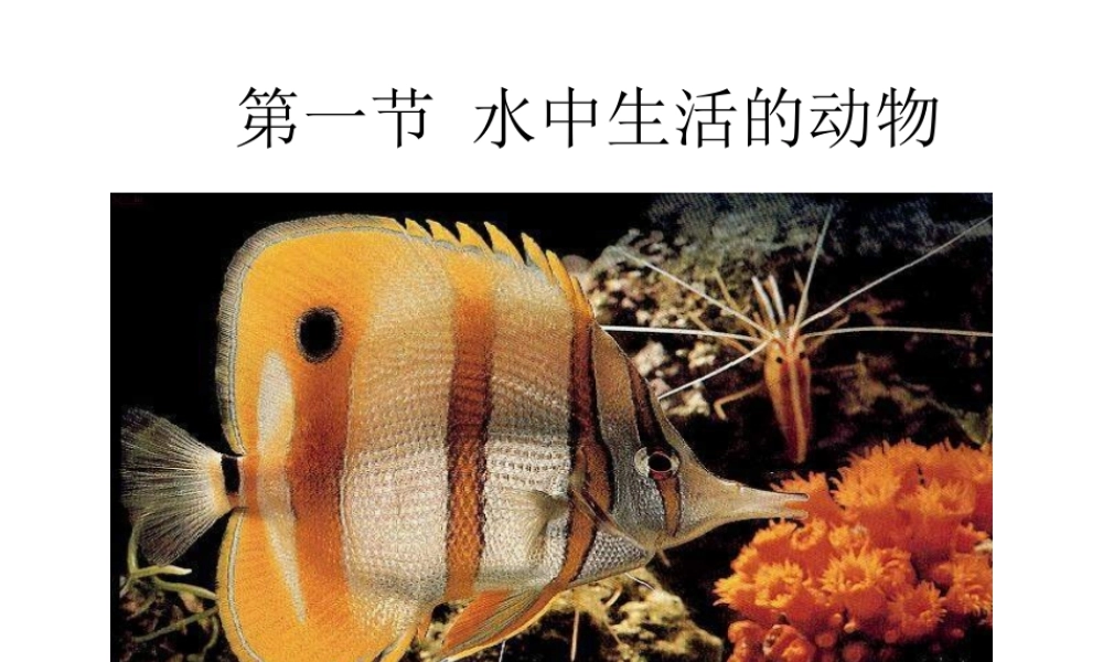 八年级生物上册 5.1.1 水中生活的动物课件 新人教版