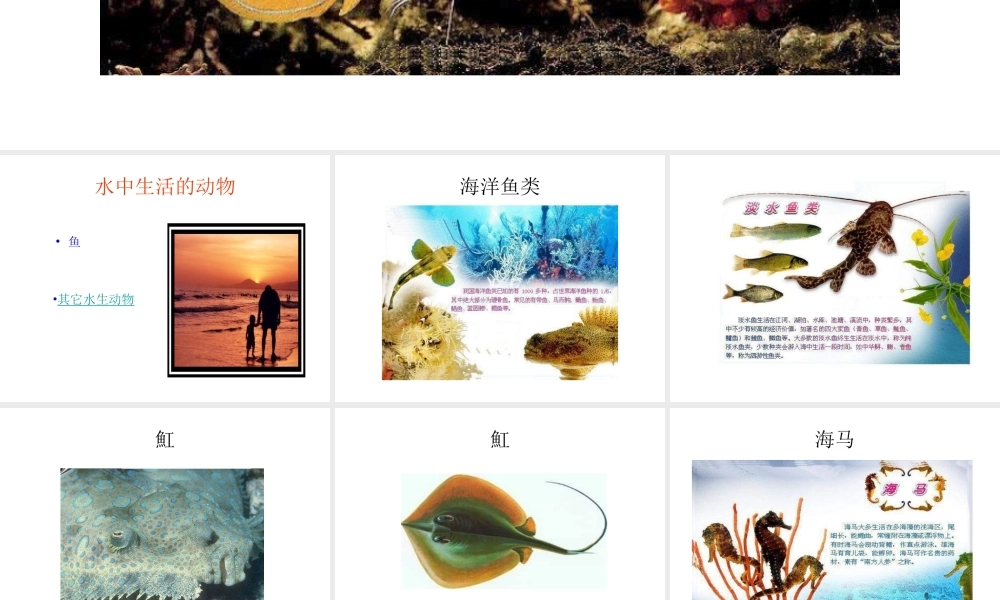 八年级生物上册 5.1.1 水中生活的动物课件 新人教版