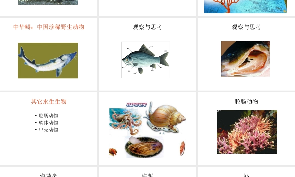 八年级生物上册 5.1.1 水中生活的动物课件 新人教版